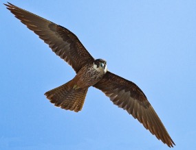 falcon BY JÜRGEN DIETRICH -FROM AUTHOR,CCBY3.0DE, HTTPS://COMMONS.WIKIMEDIA.ORG/W/INDEX.PHP?CURID=17283122